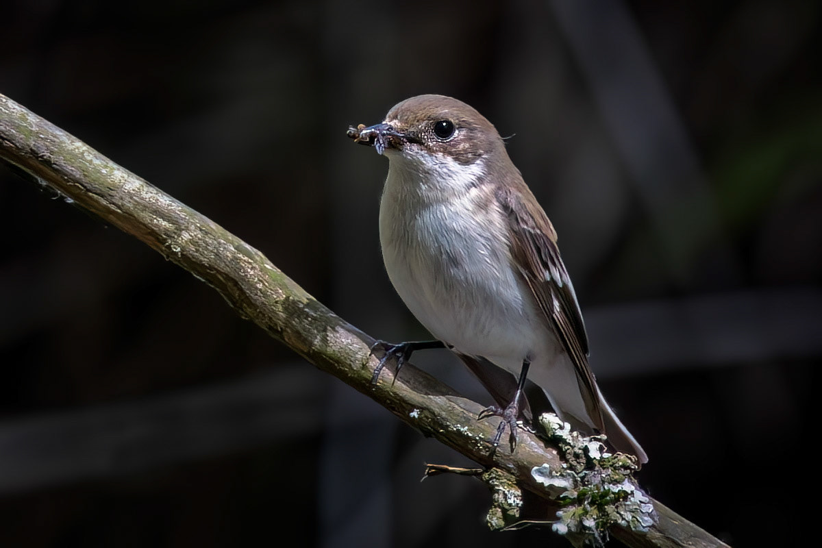 Pied Flycatcher