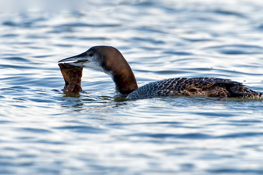 Great Northern Diver