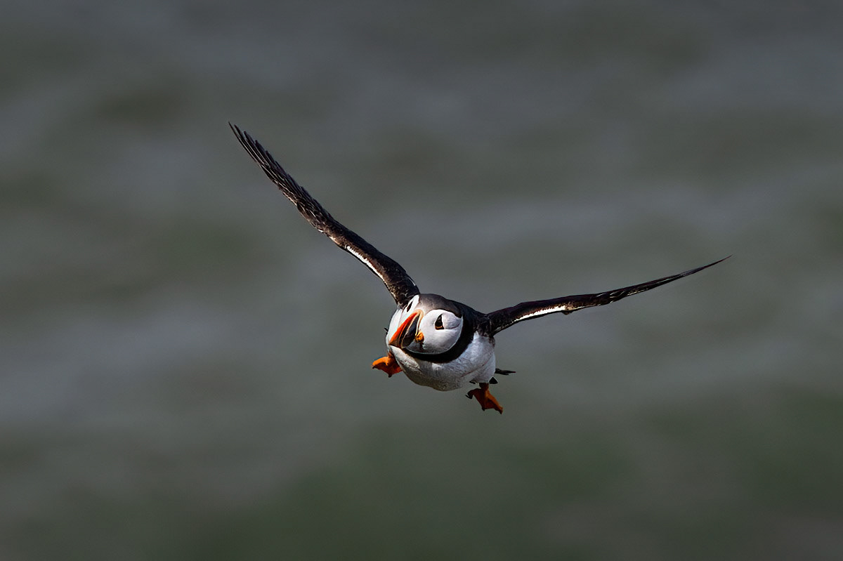 Puffin