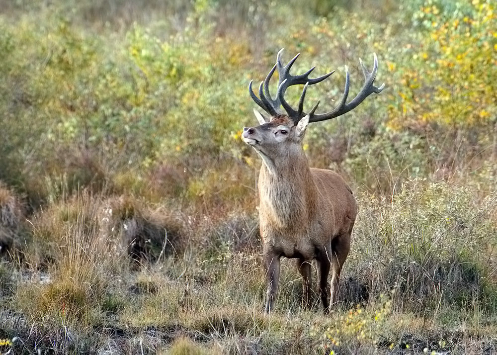 Red Deer