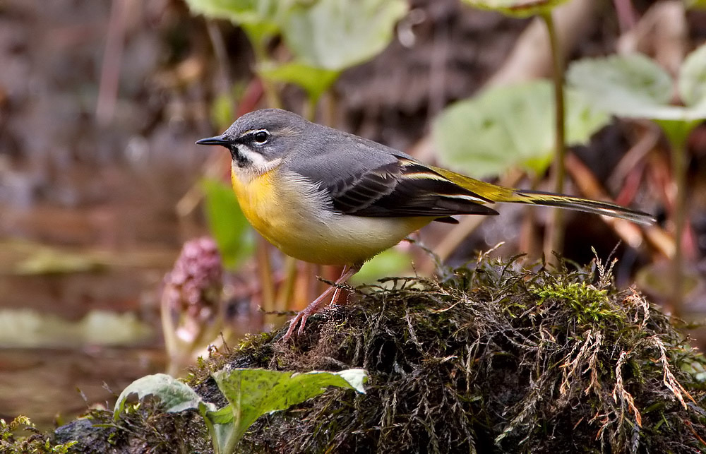 Grey Wagtail