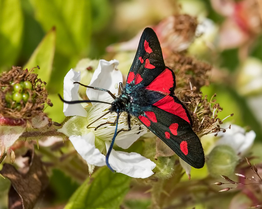 Narrow-bordered Five-spot Burnet Moth