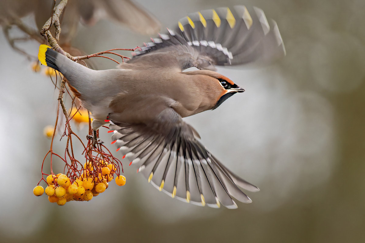 Waxwing