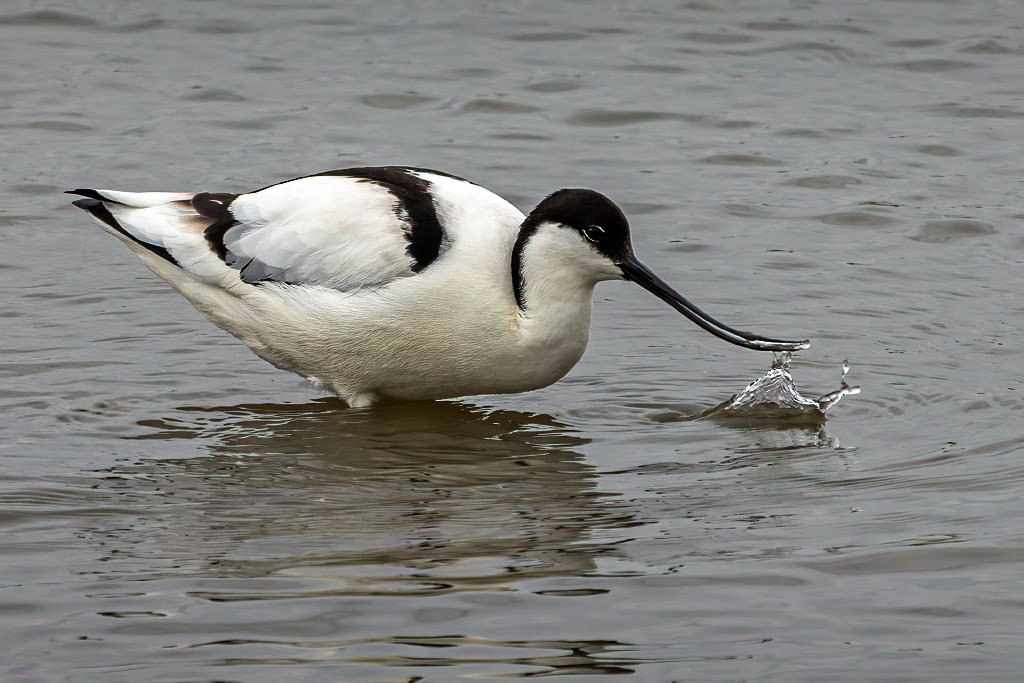 Avocet