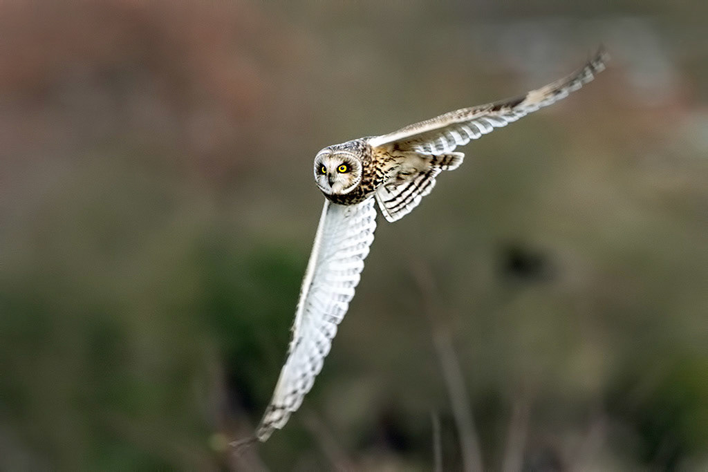 Short-eared Owl