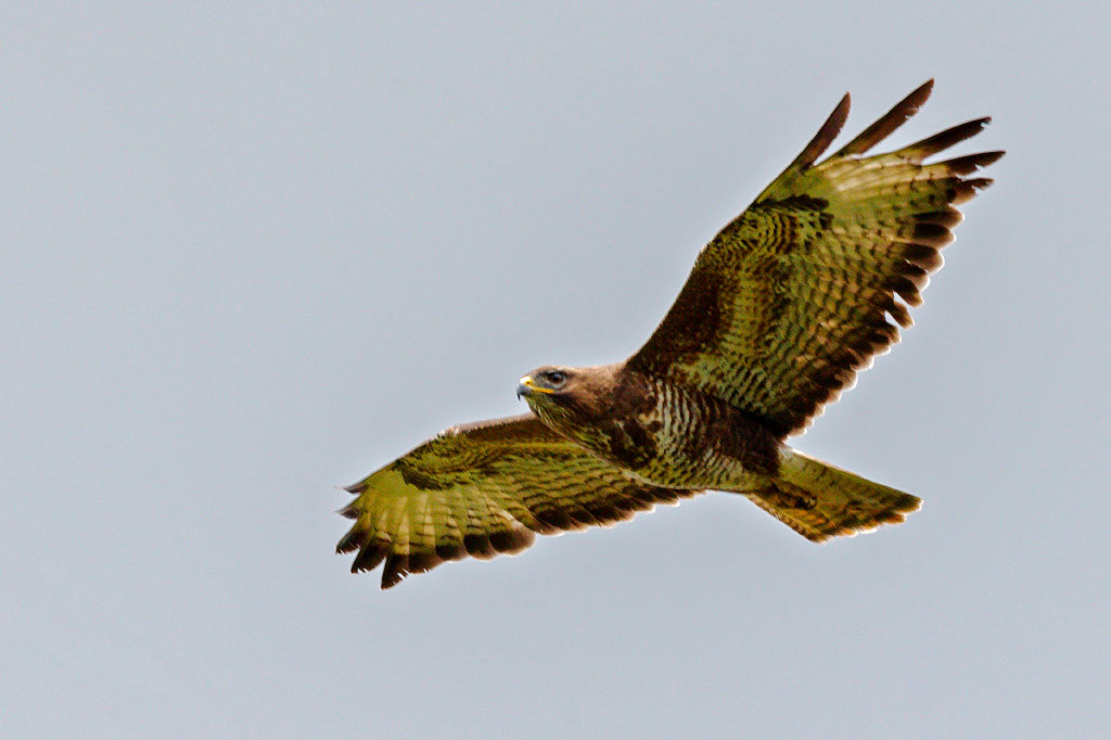 Common Buzzard