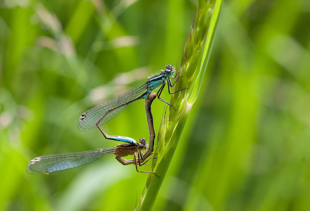 Azure Damselfly
