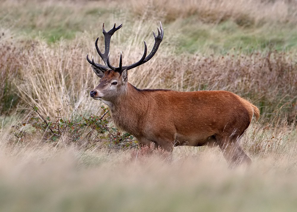 Red Deer