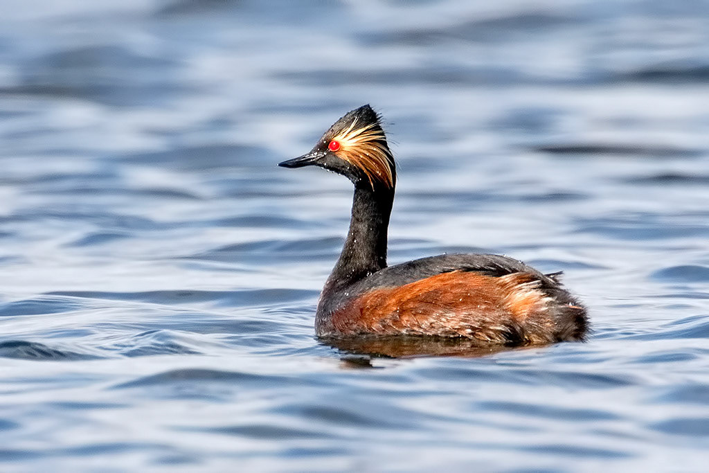 Black-necked Grebe