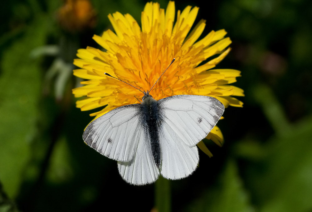 Green-veined White