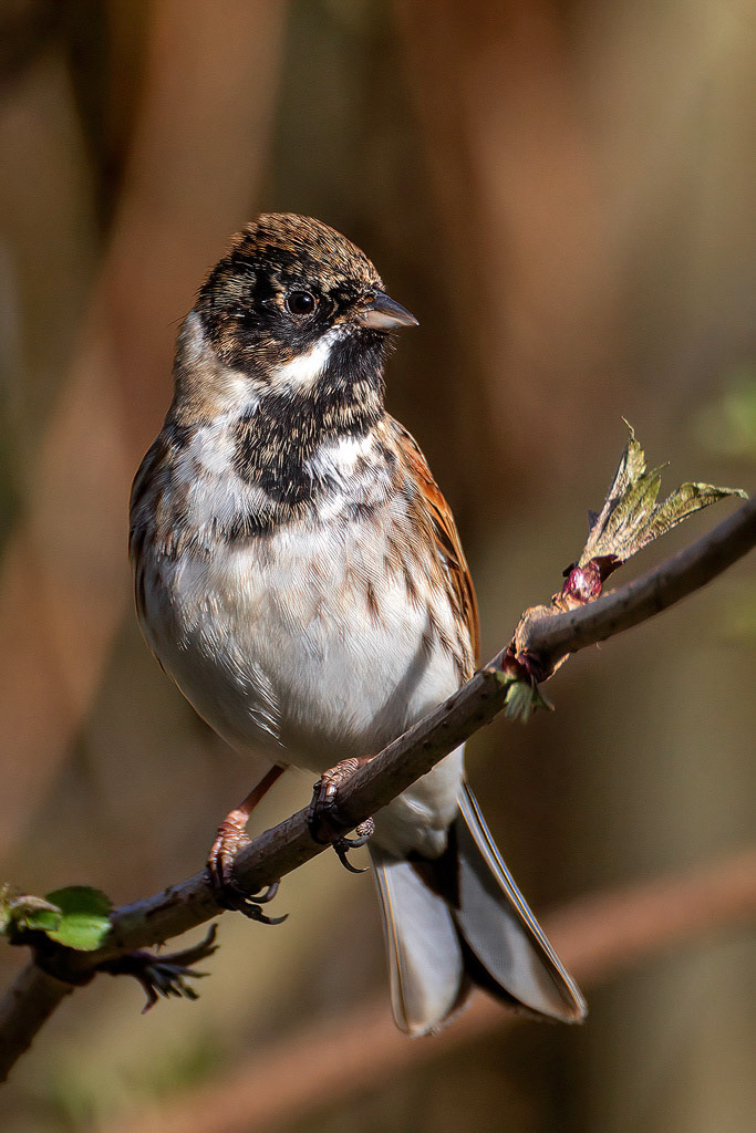 Reed Bunting