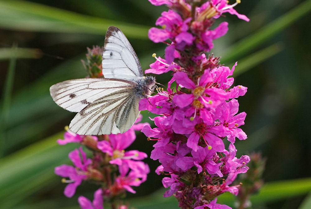 Green-veined White