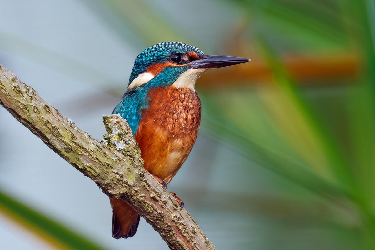 Kingfisher