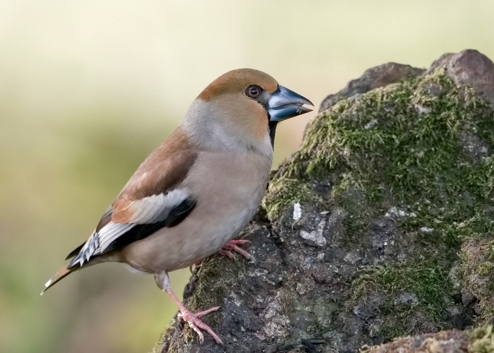 Hawfinch