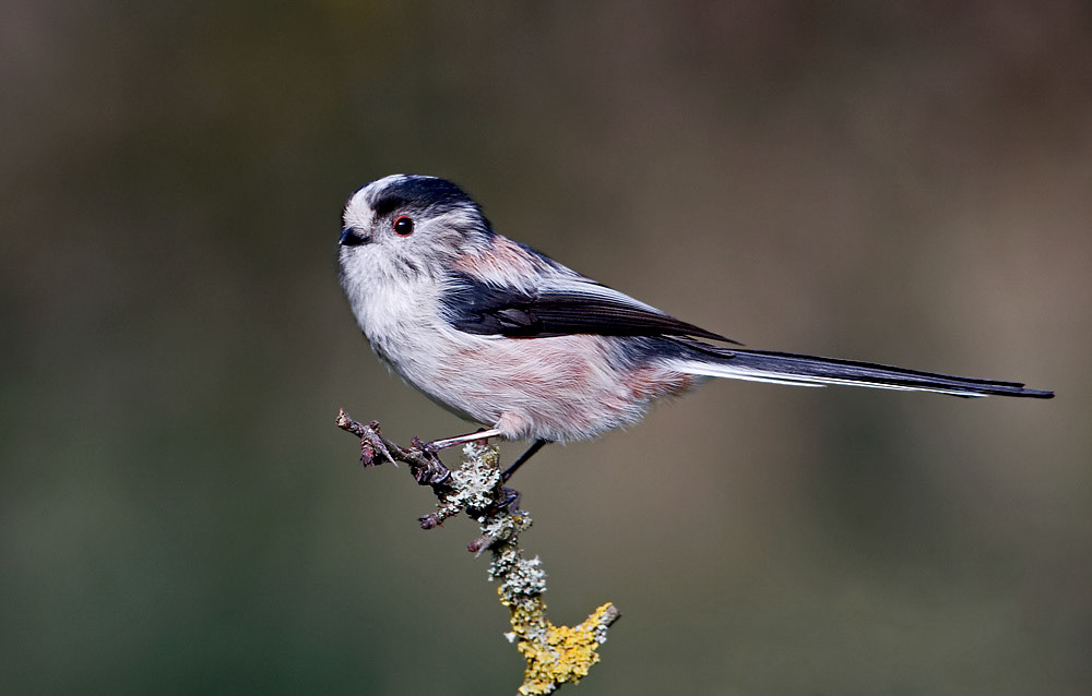 Long-tailed Tit