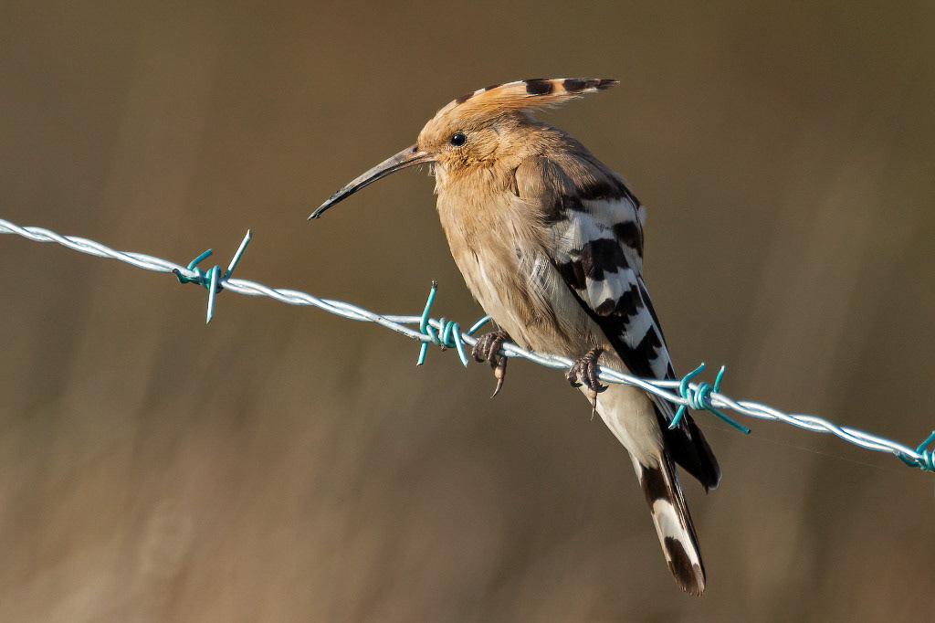 Hoopoe