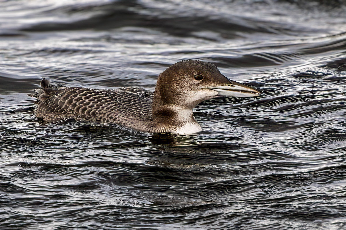 Great Northern Diver