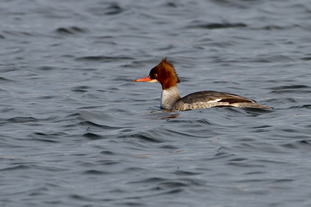 Goosander