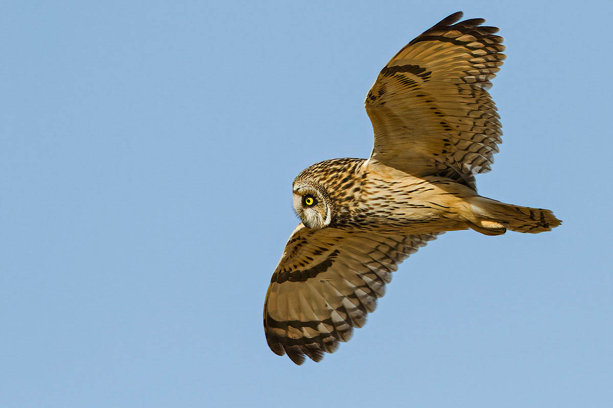 Short-eared Owl