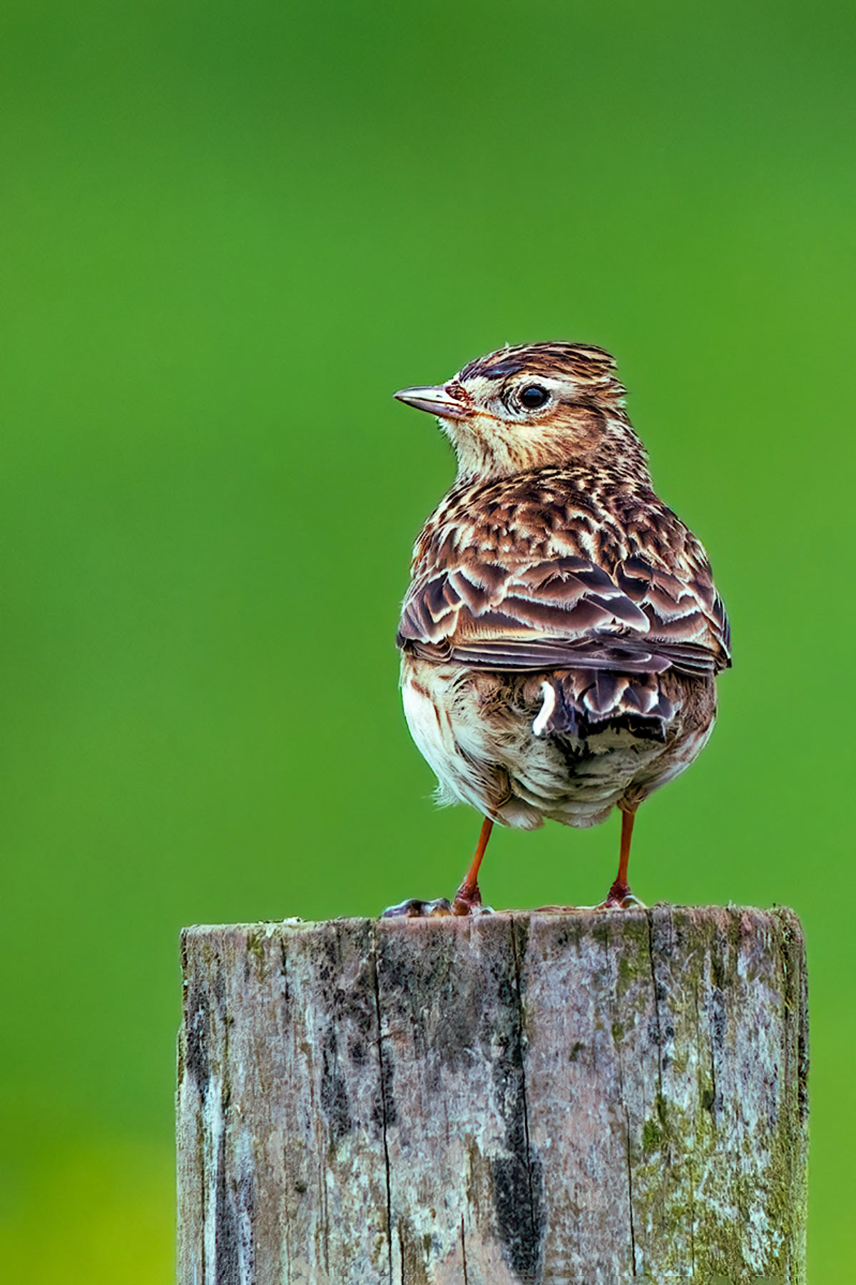 Skylark