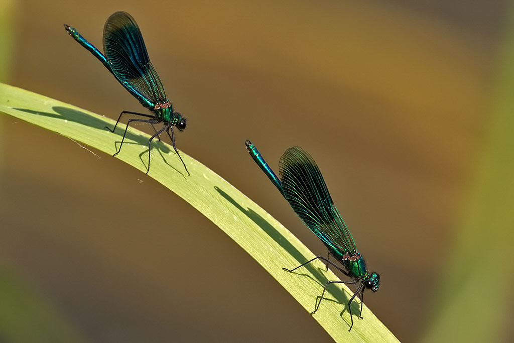 Banded Demoiselle