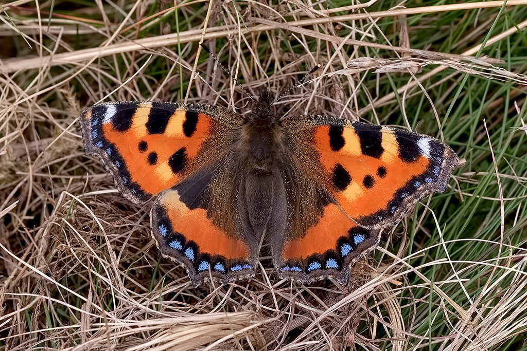 Small Tortoiseshell