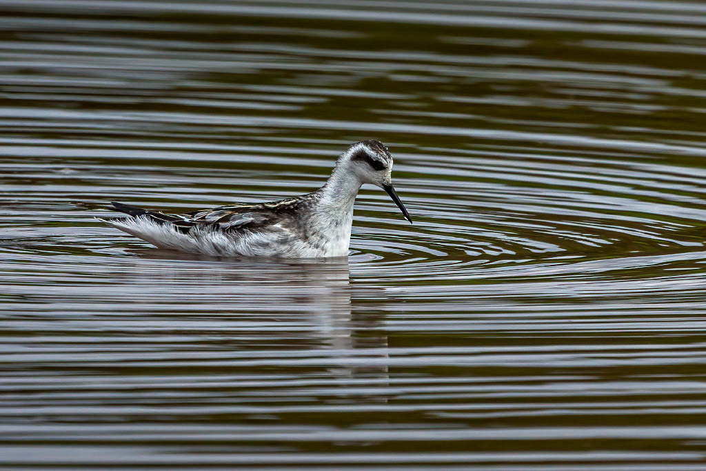Red-necked Phalarope