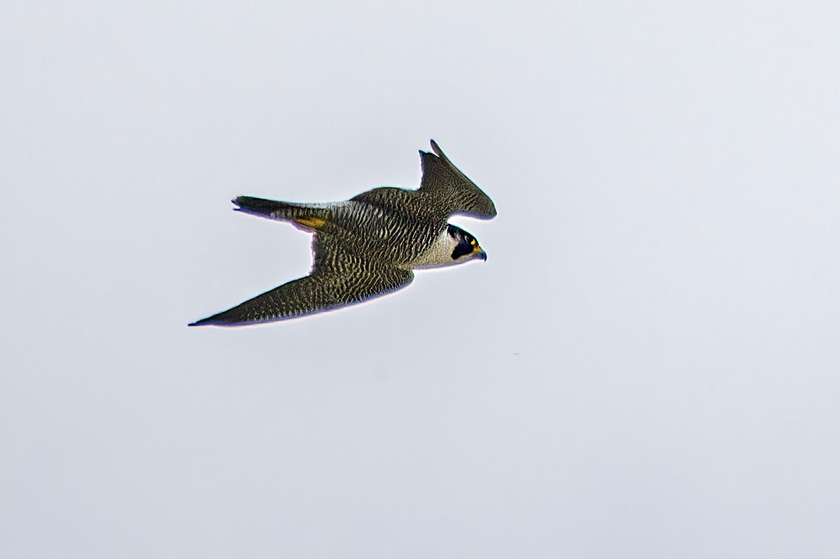 Peregrine Falcon