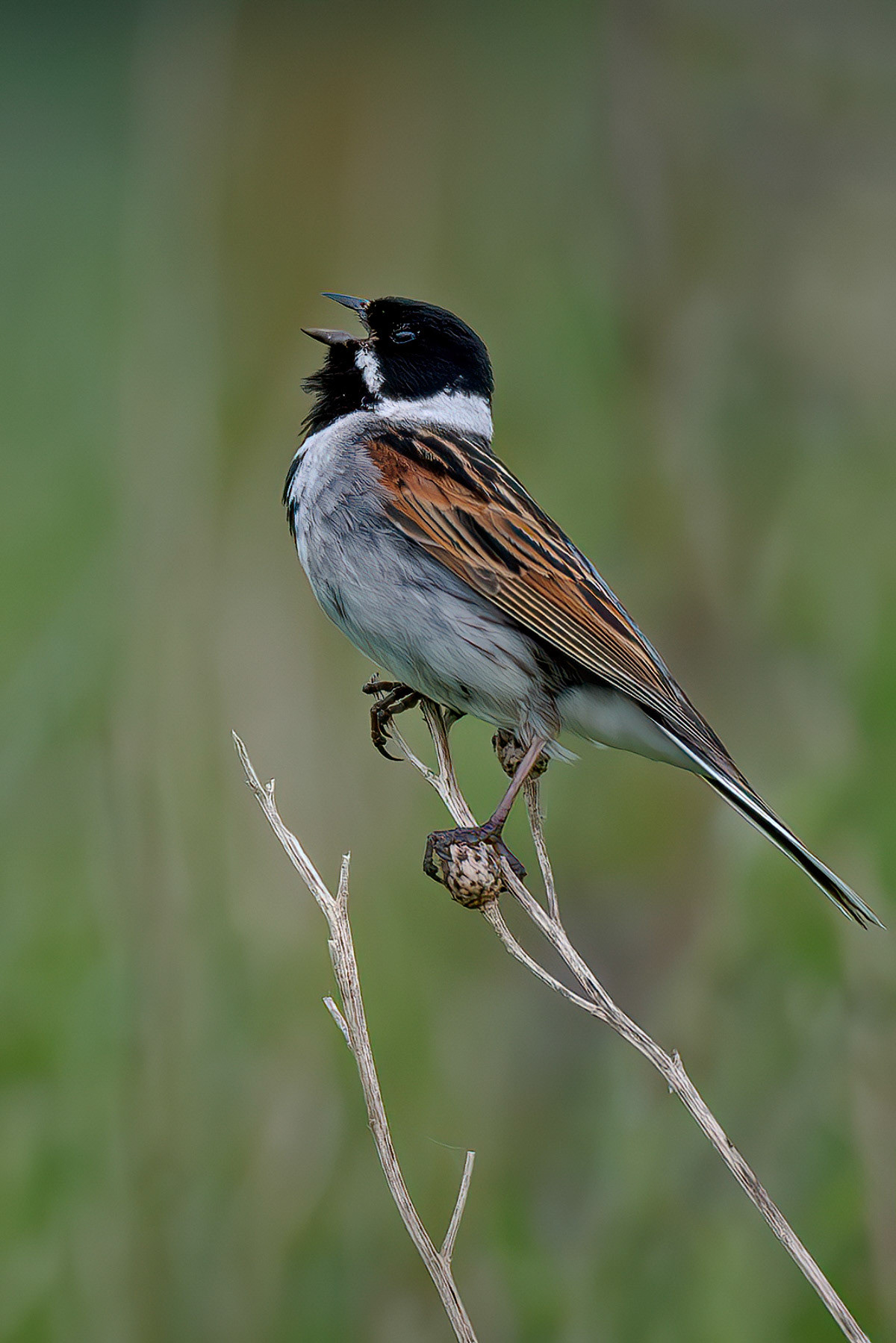 Reed Bunting