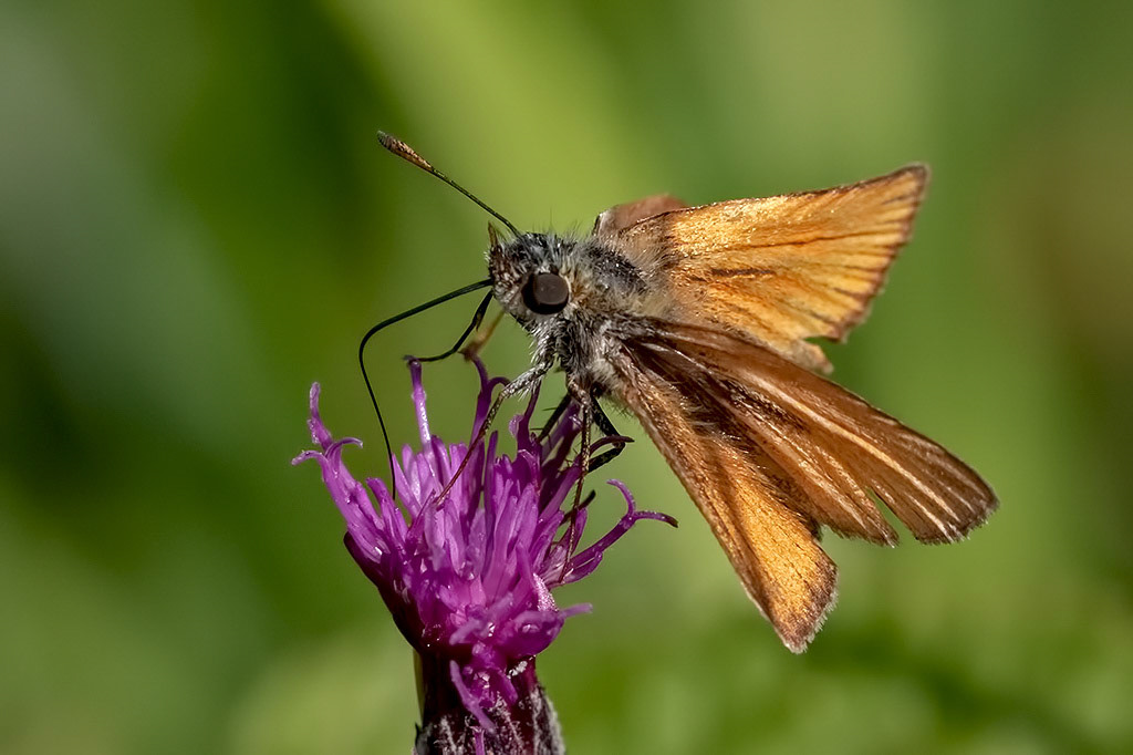Small Skipper