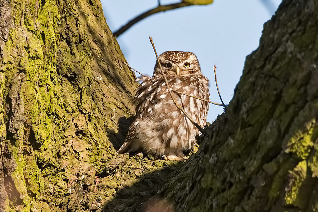 Little Owl