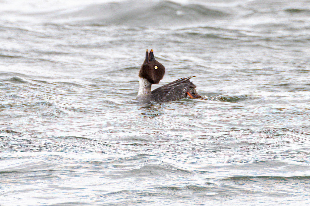 Goldeneye