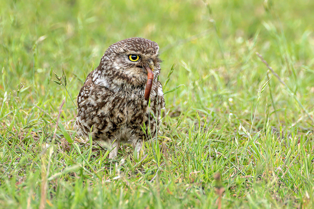 Little Owl