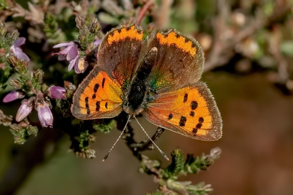 Small Copper