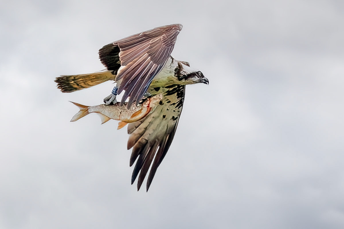 Osprey