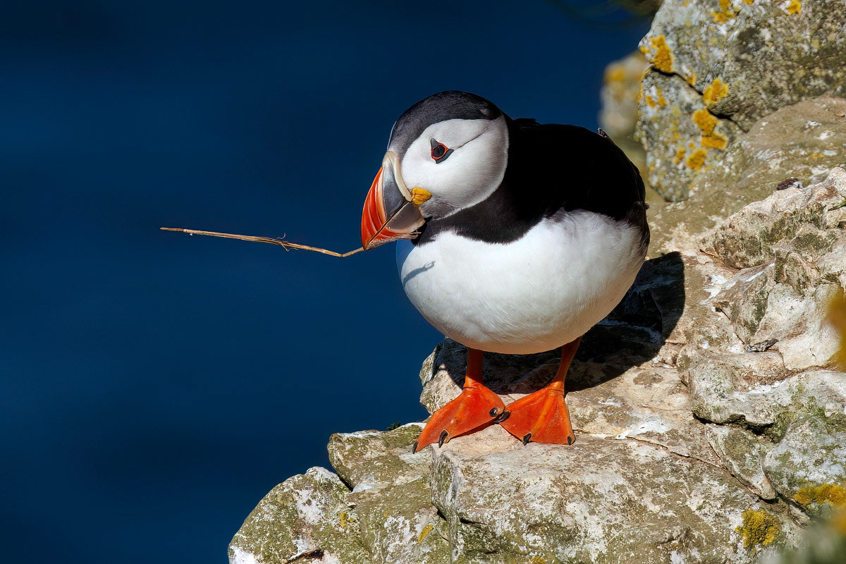 Puffin