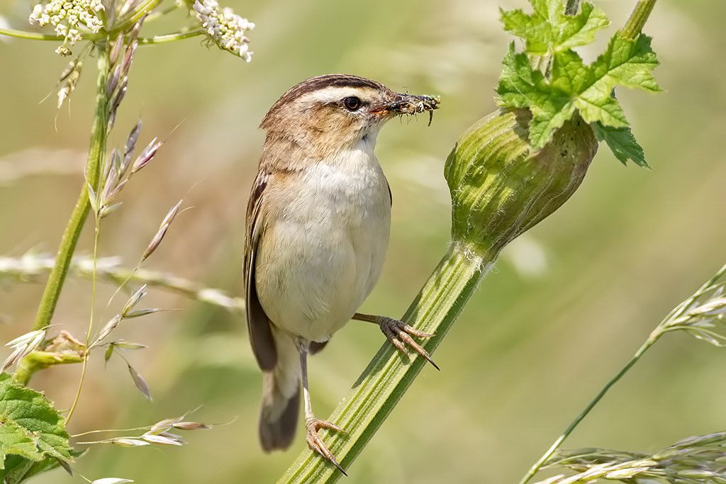 Sedge Warbler