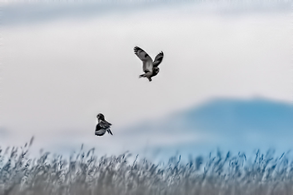 Short-eared Owl
