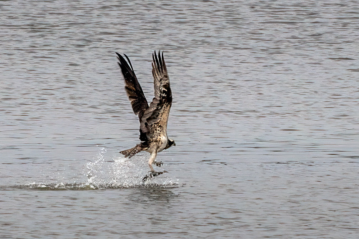 Osprey