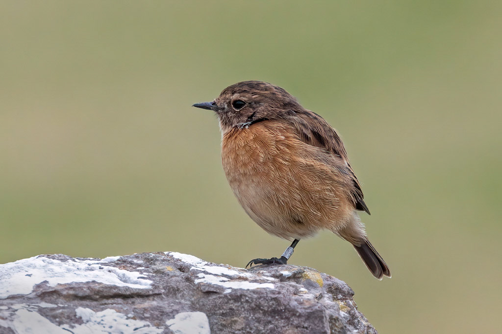 Stonechat