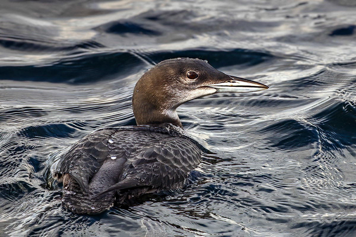 Great Northern Diver