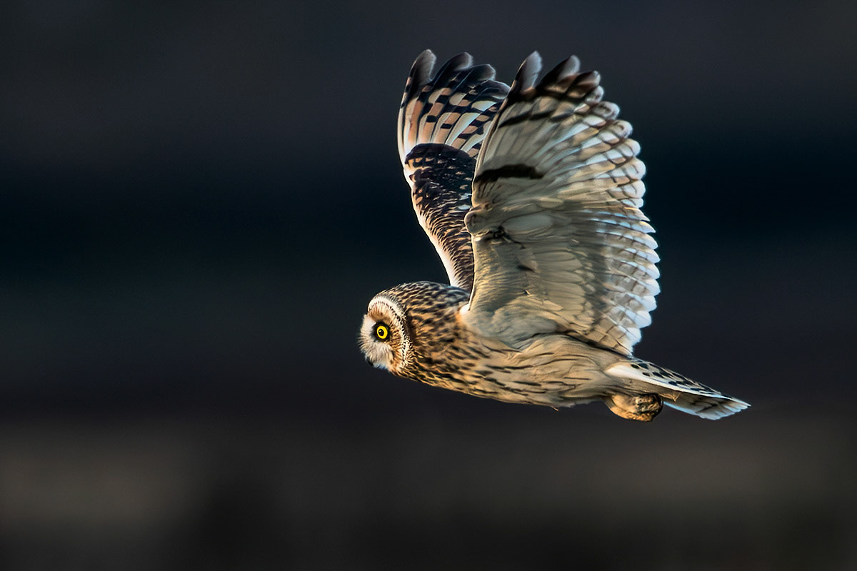 Short-eared Owl