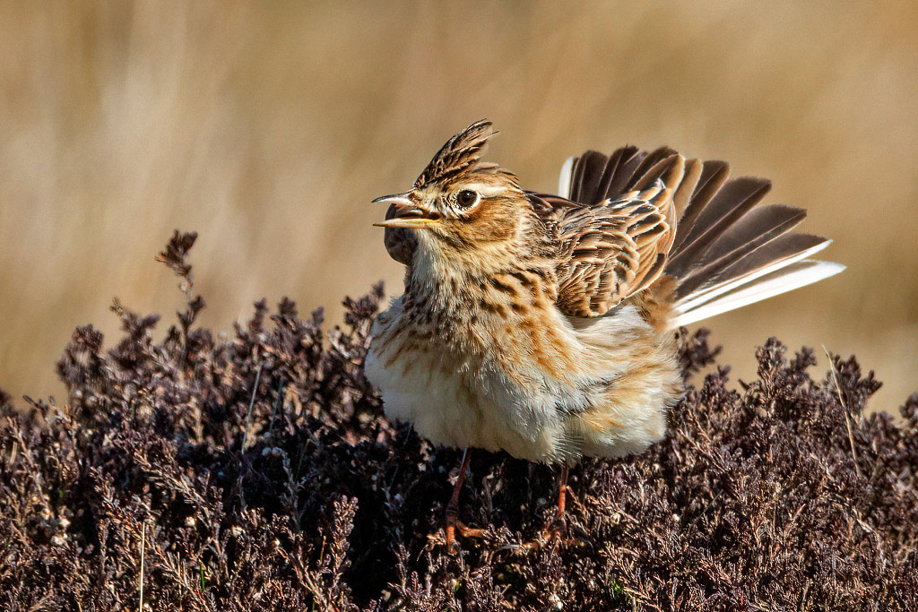 Skylark