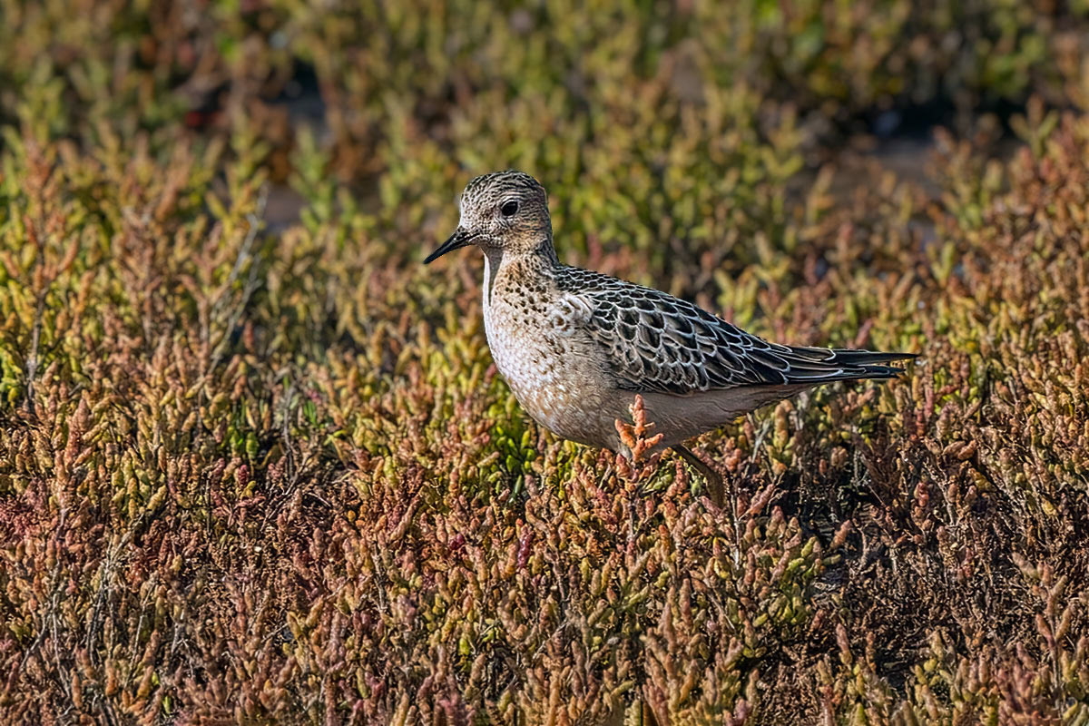 Buff-breasted Sandpiper
