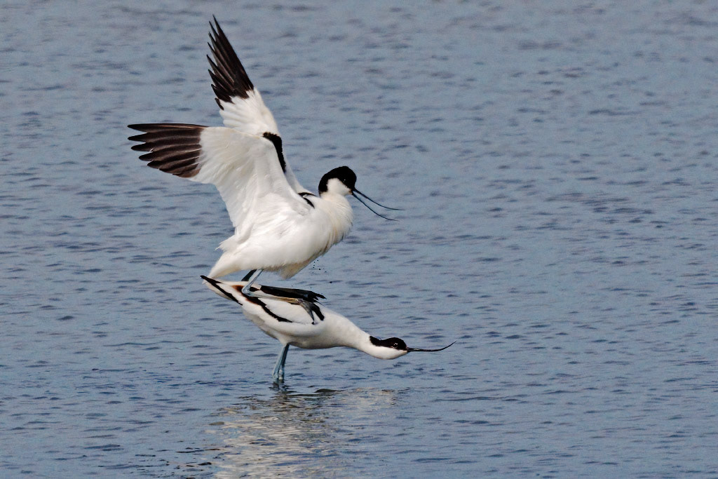 Avocet