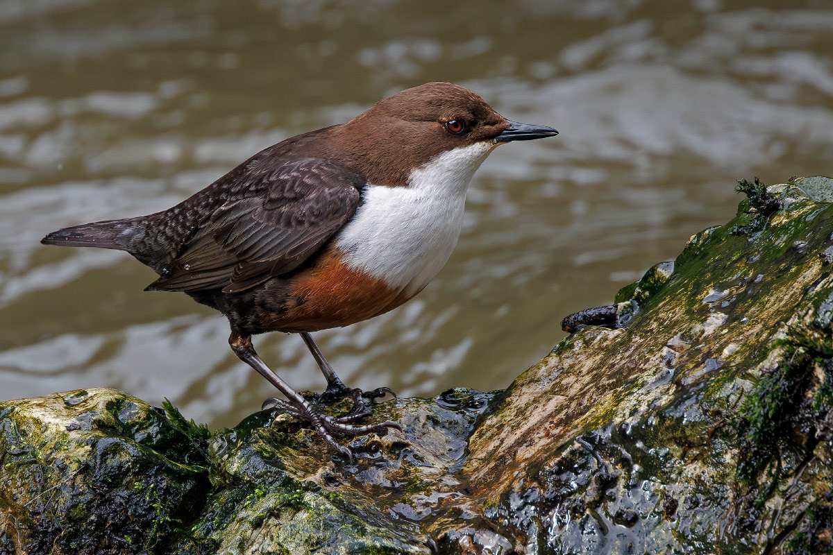 White-throated Dipper