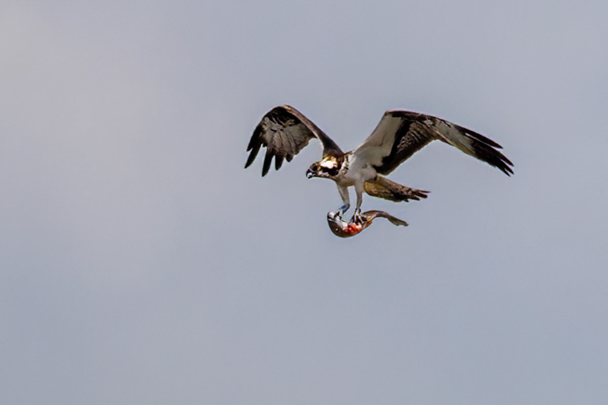 Osprey