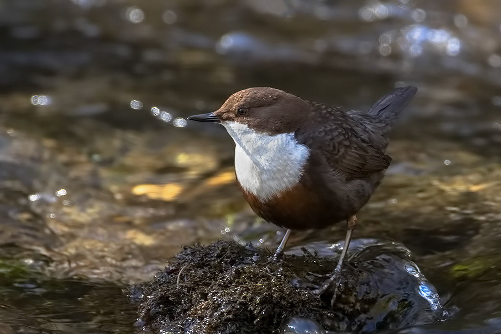 Dipper