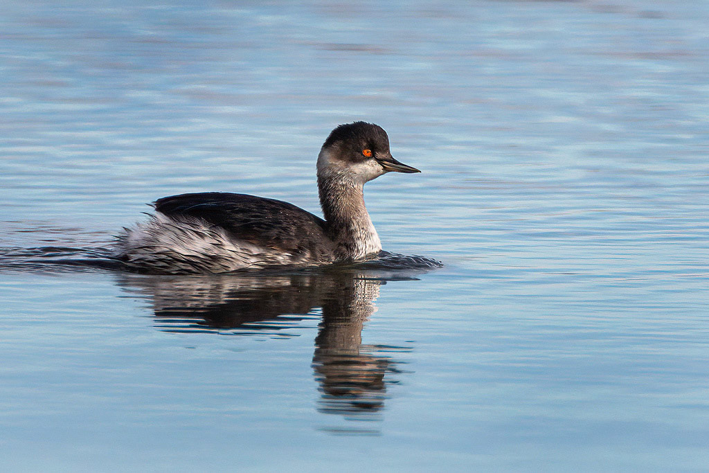 Black-necked Grebe