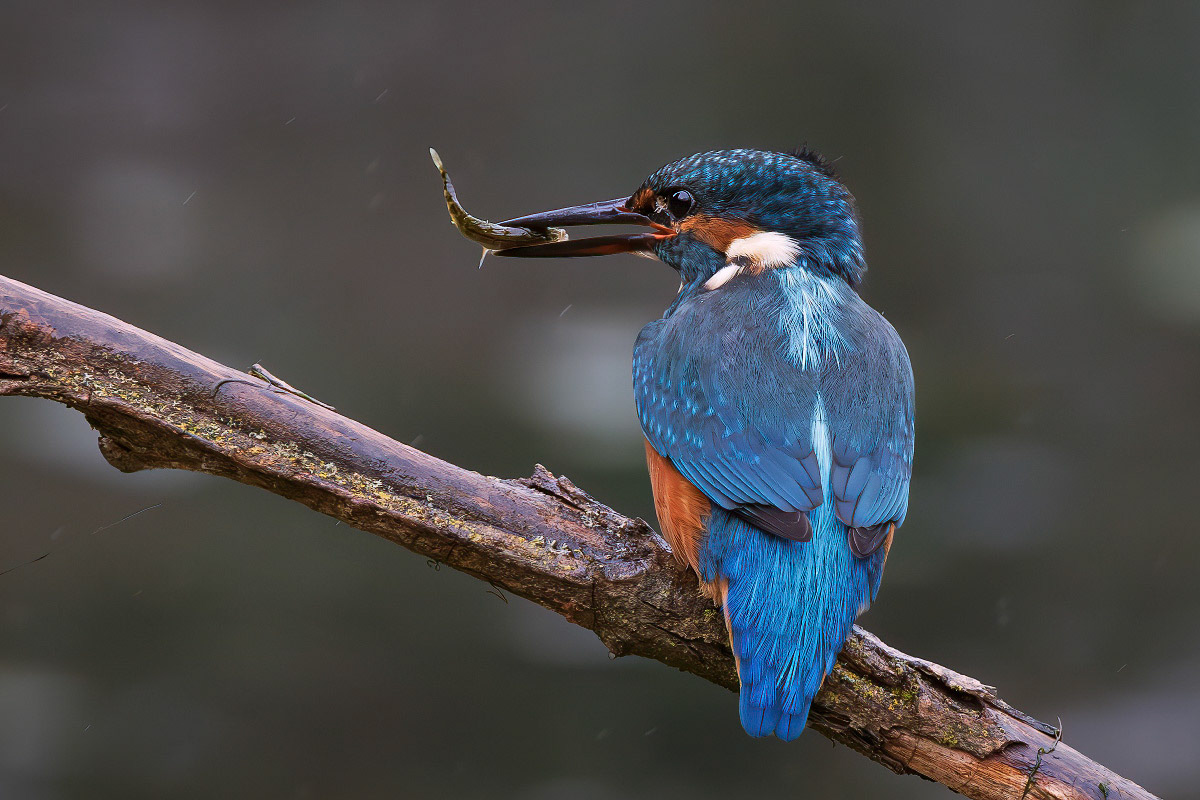 Kingfisher